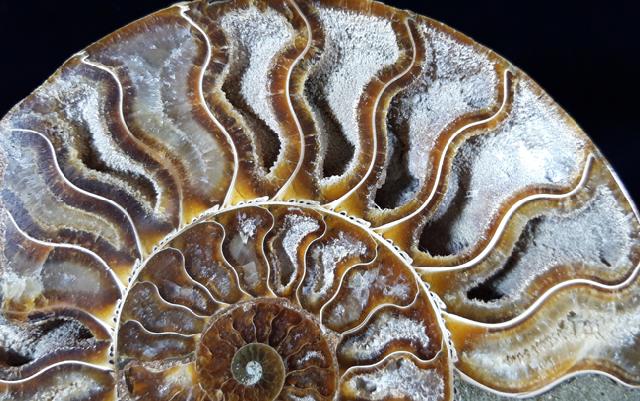 Cleoniceras (Grycia) besairiei COLLIGNON 1949 - Bild © FossNet FossilienStore